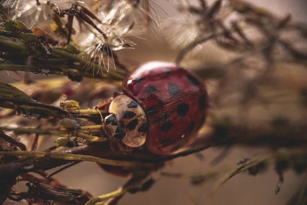 ladybug on tree