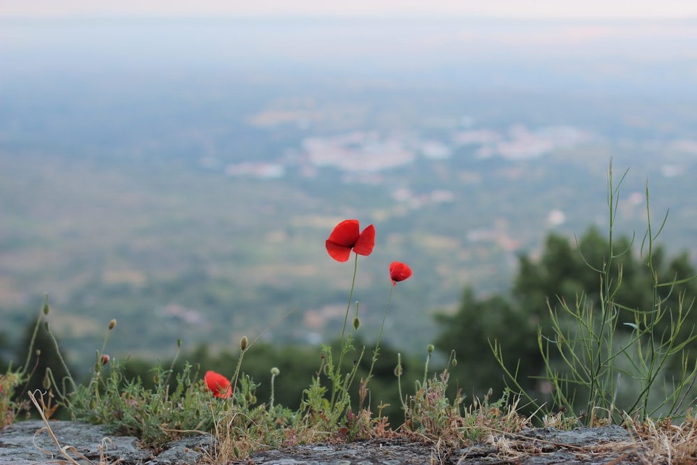 blooming red poppy flowers