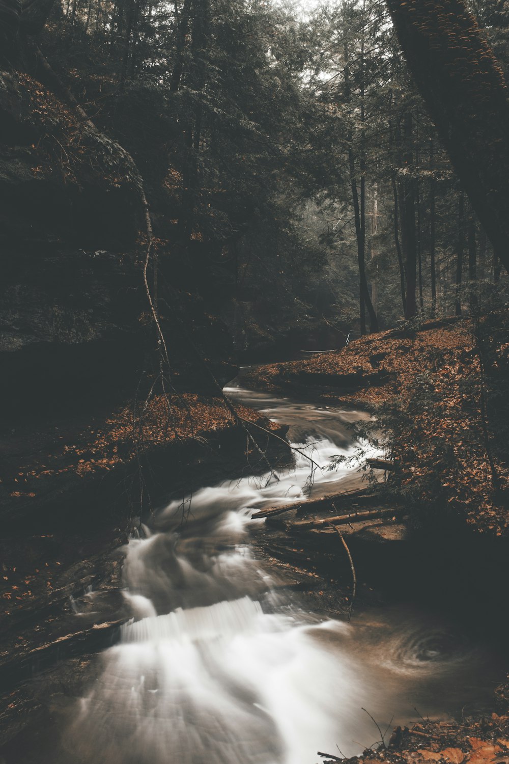 running water between trees