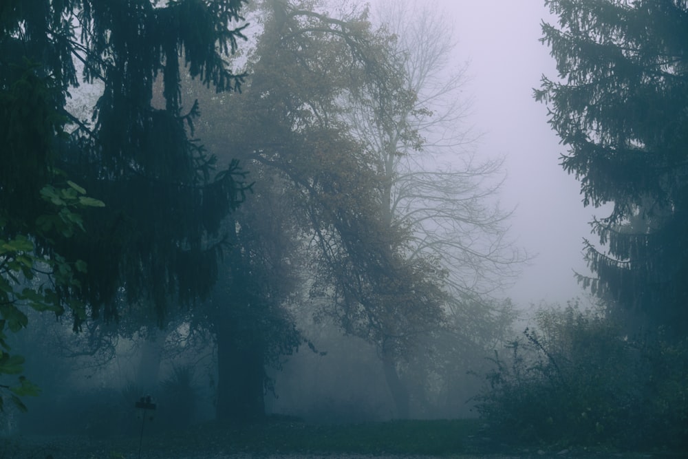 forest with fog