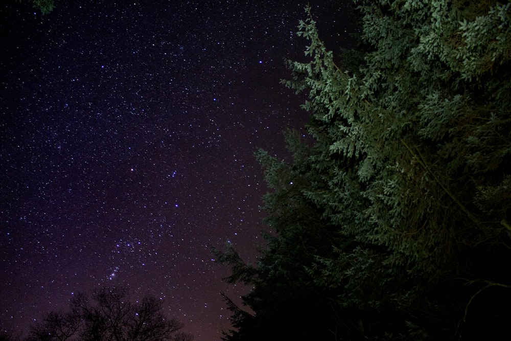 low-angle photography of green leafed trees