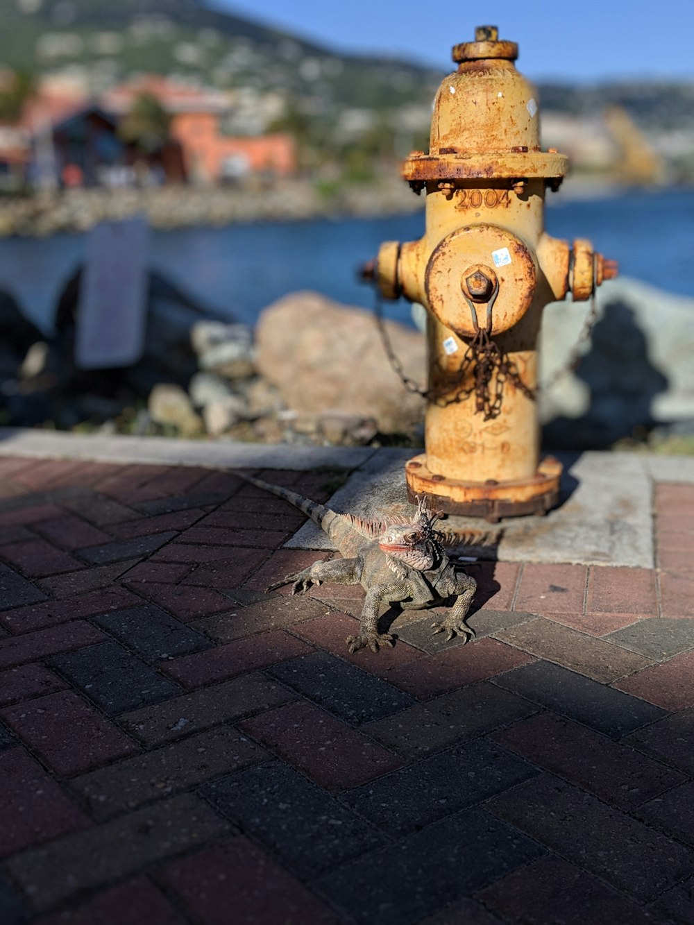lizard next to fire hydrant