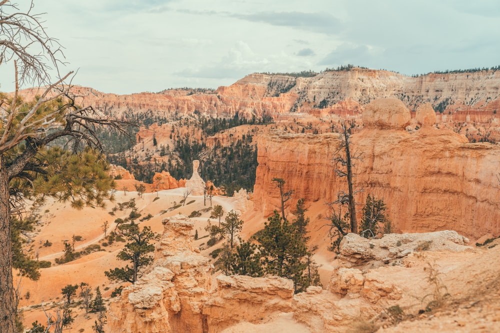 canyon during daytime