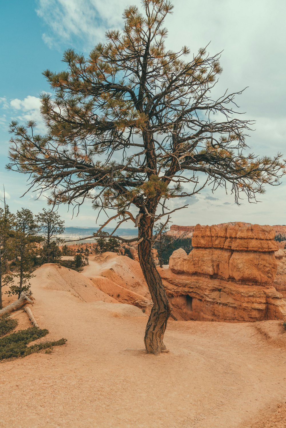 tree in canyon