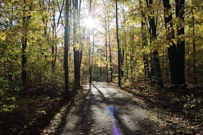 A serene forest path bathed in soft morning light, with leaves in muted plum and deep forest green hues.