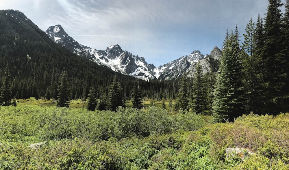 green trees near mountain during daytime