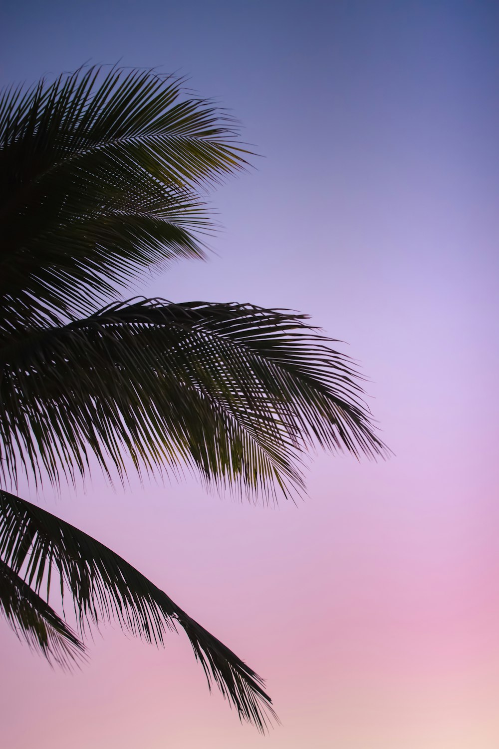 green coconut palm under blue sky