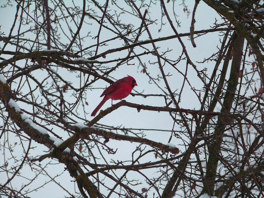 red bird standing on tree branch