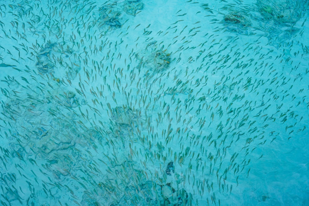 school of fish