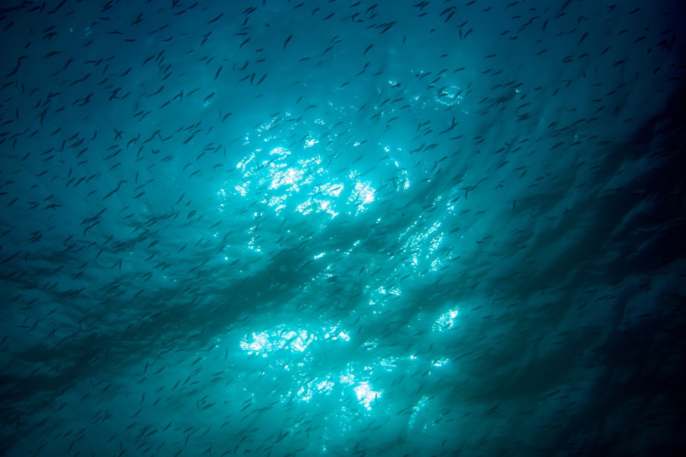 shoal of fish