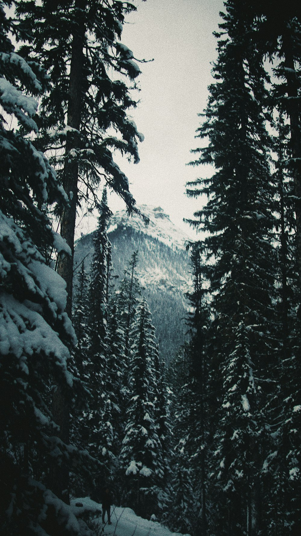 trees covered with snow