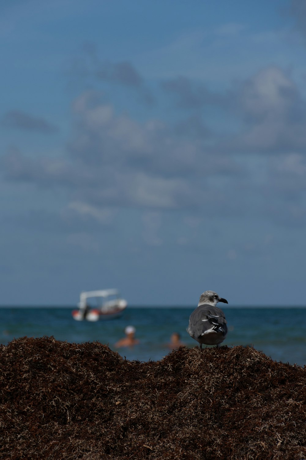 grey bird during daytime