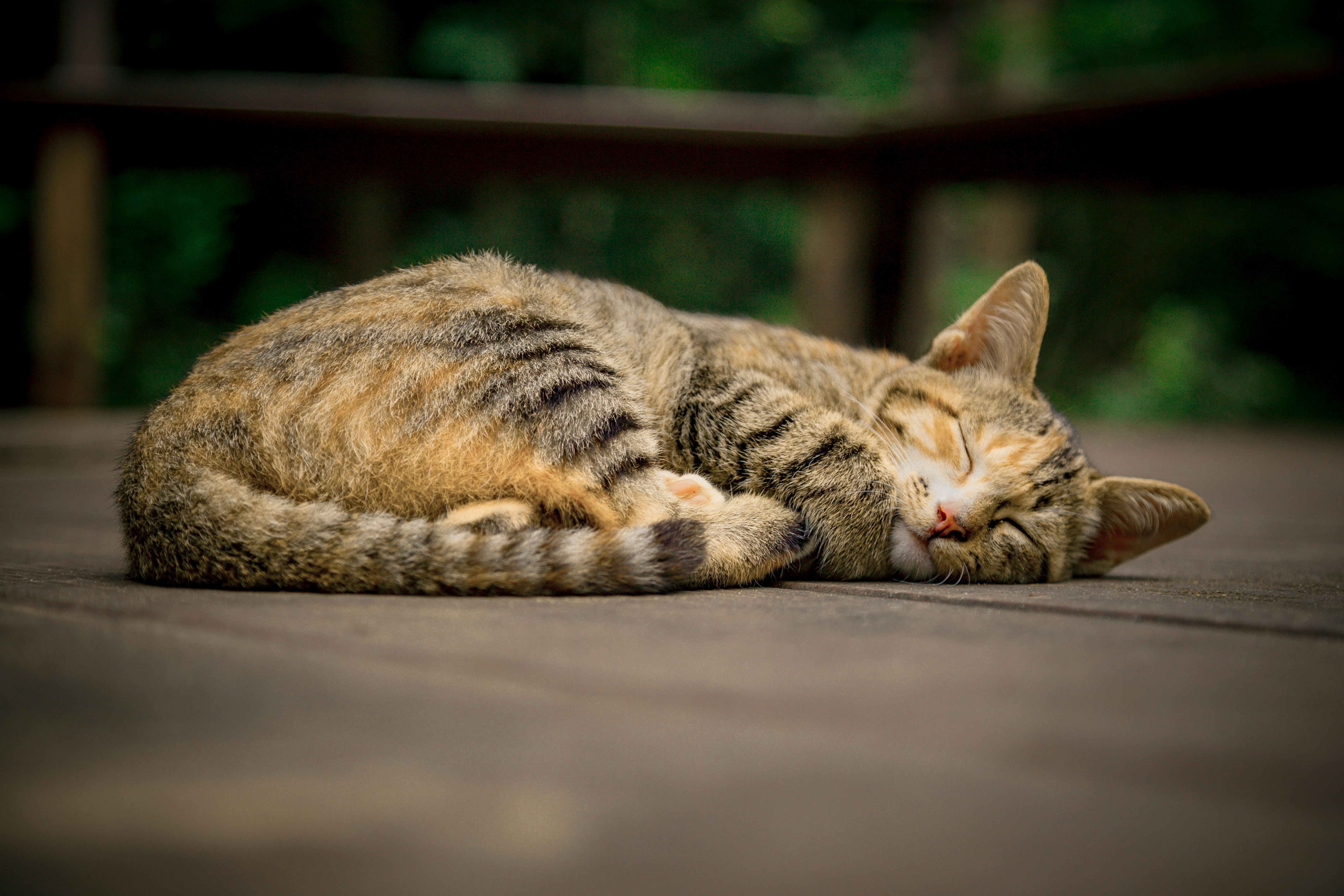 gray and orange tabby cat on floor 