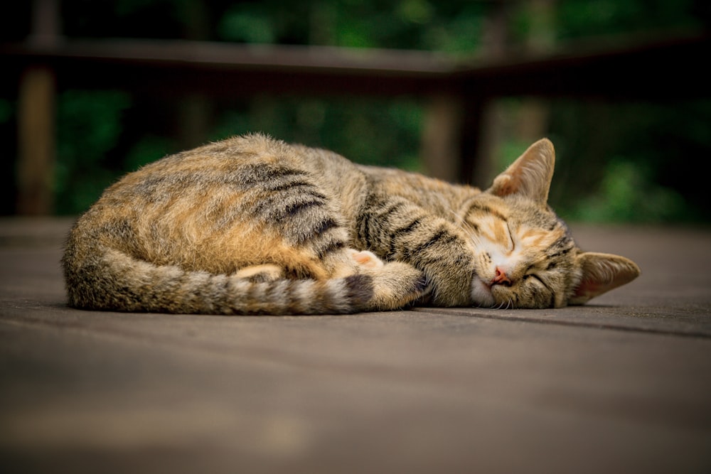 gray and orange tabby cat on floor whitel sleeping