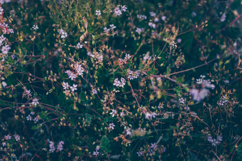 white petaled flower