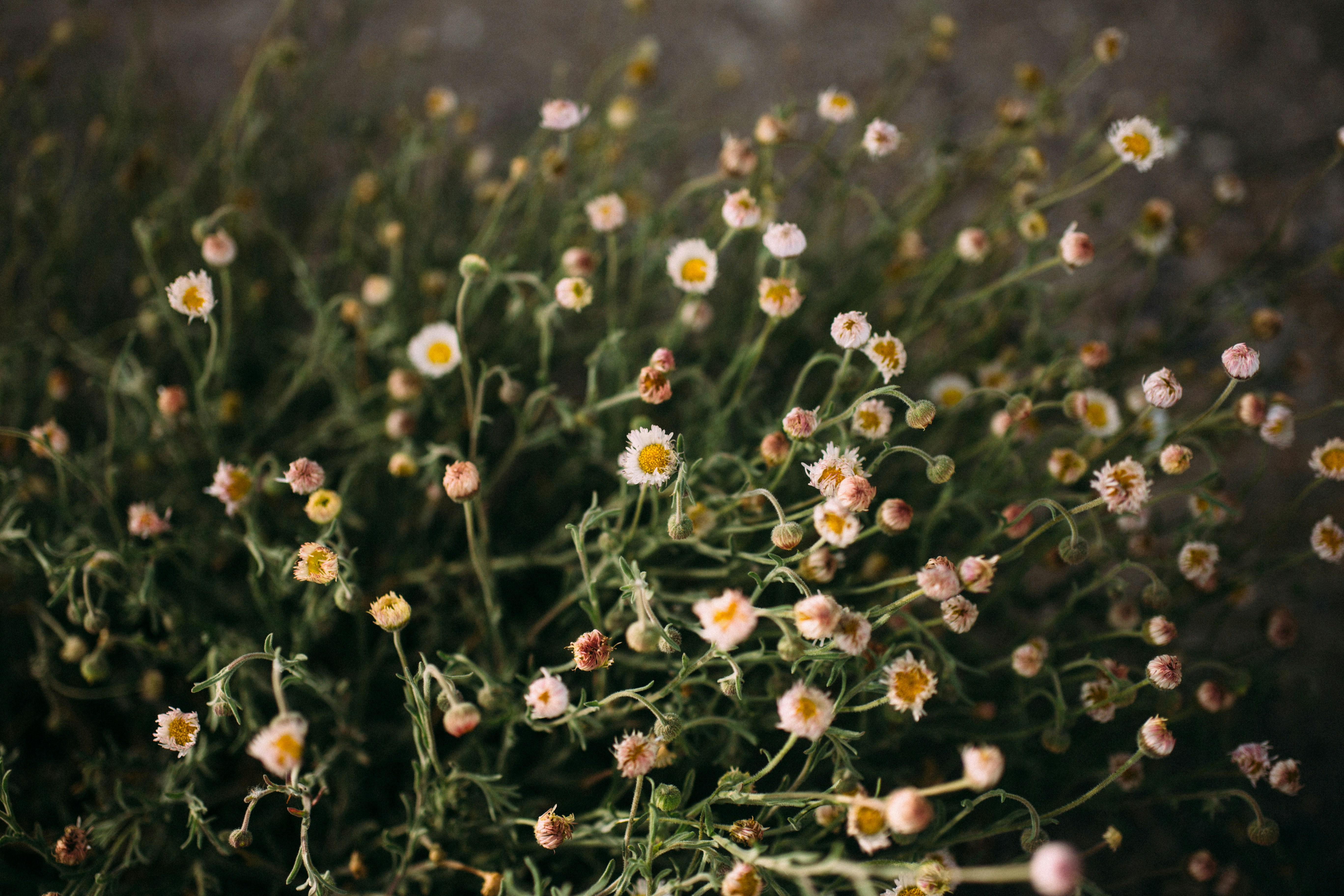 Photo by natureuninterrupted1