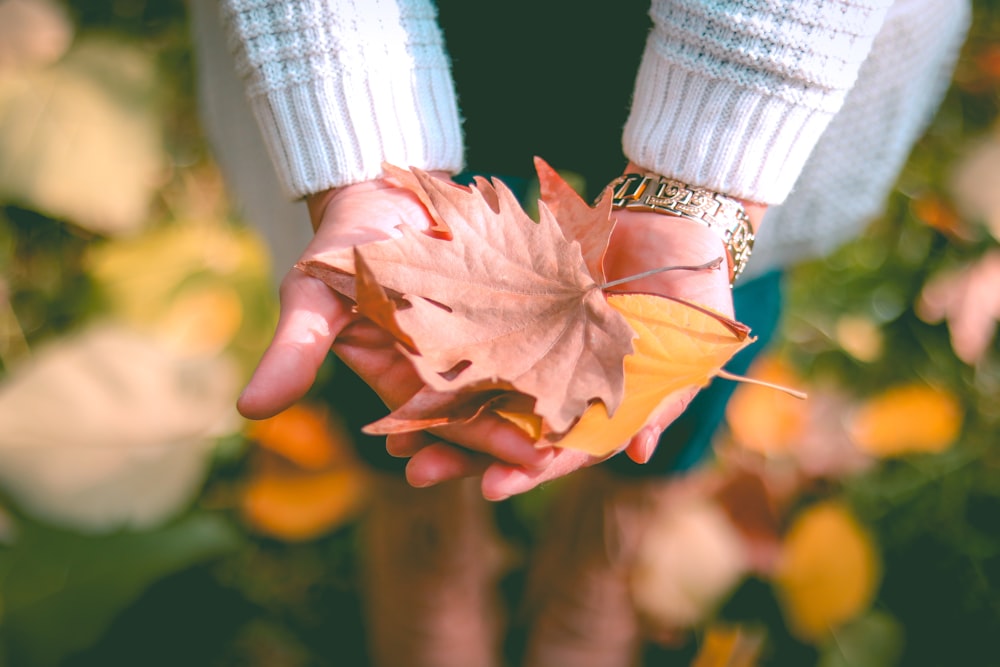 maple leaves on person palms