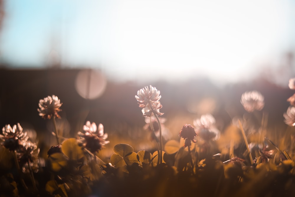 white flower