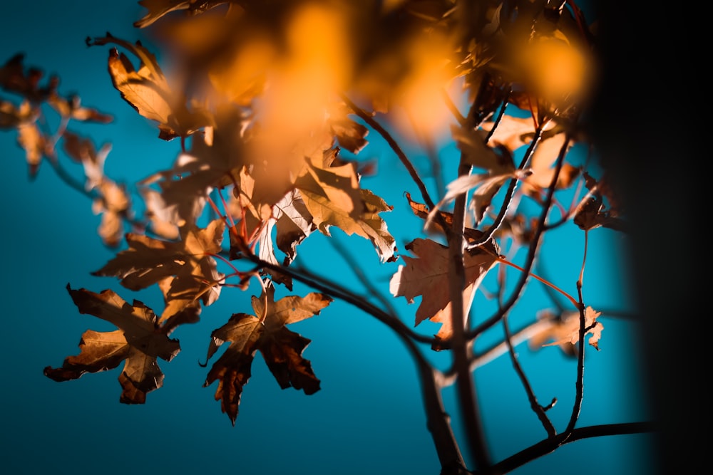 brown maple leaves