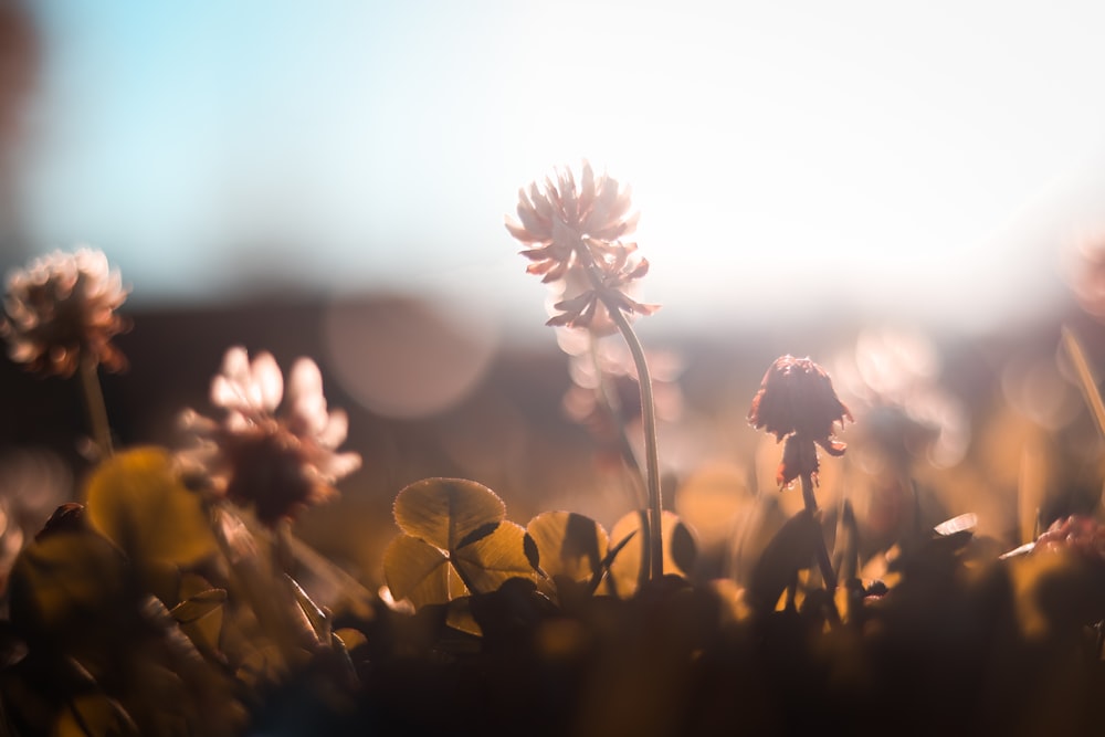 succulent plant on ground