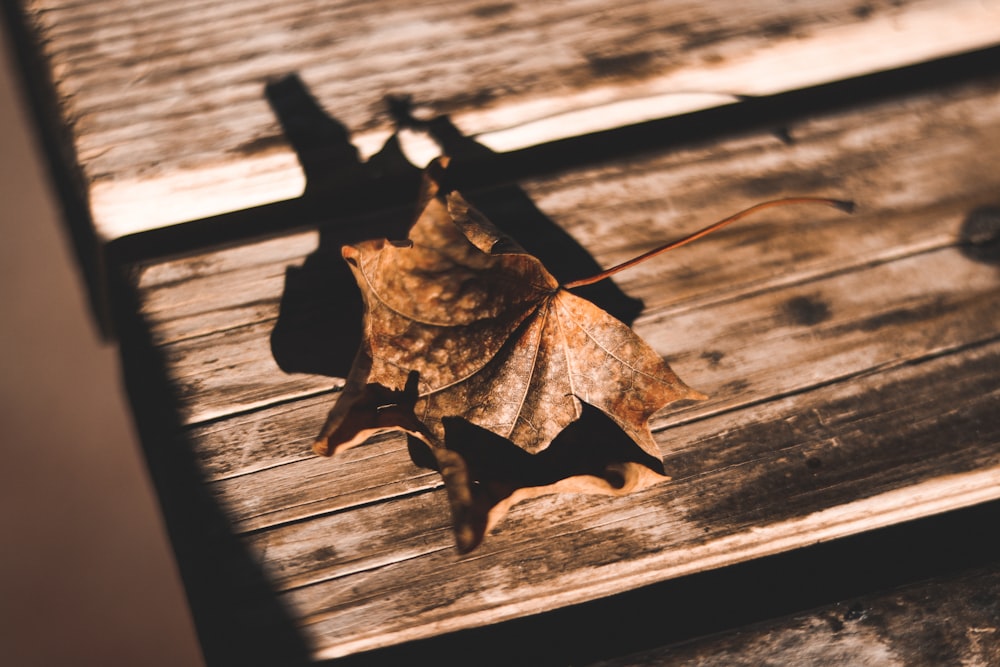 brown maple leaf on wooden surface