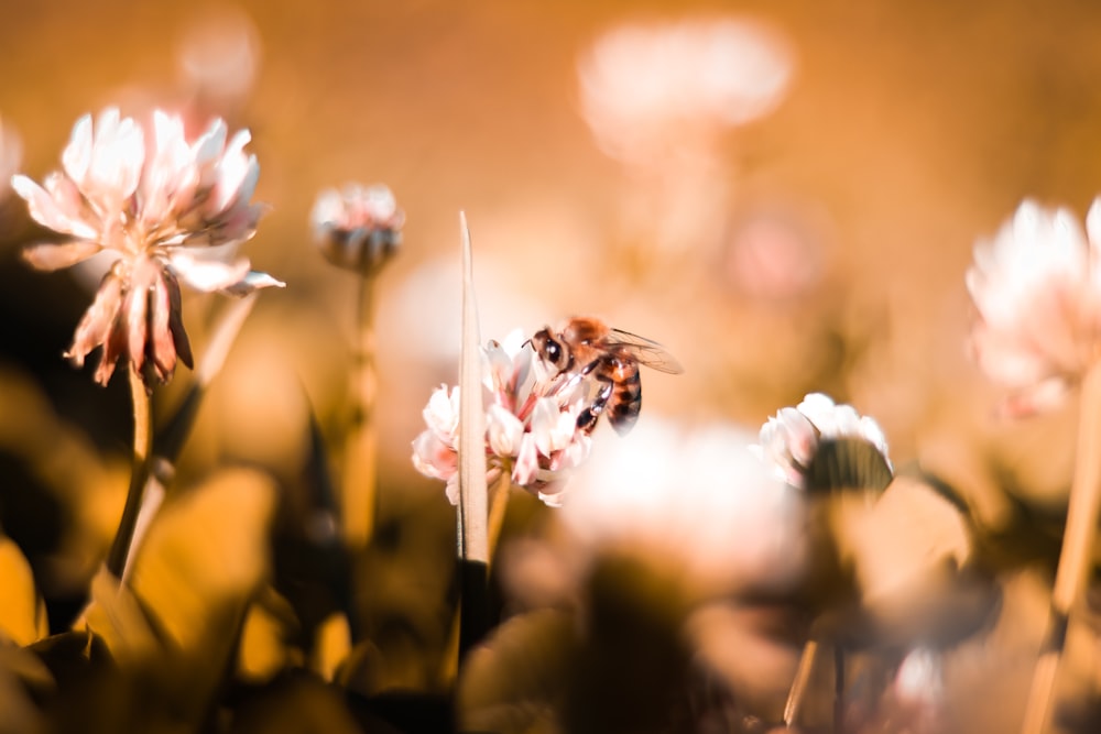 selective focus photography of bee pollinating flower