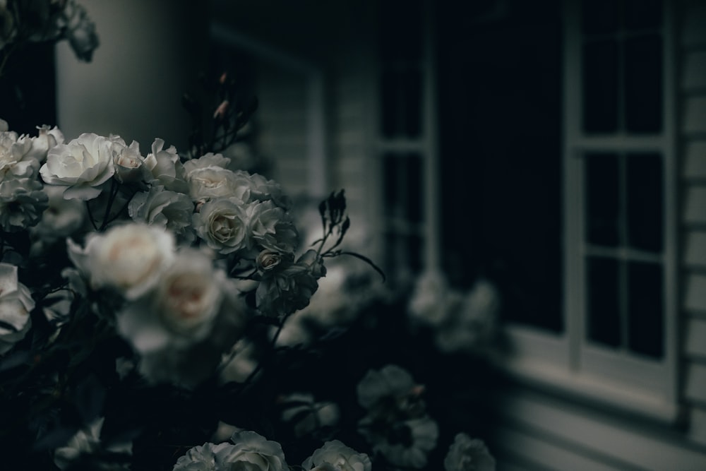 white roses near window