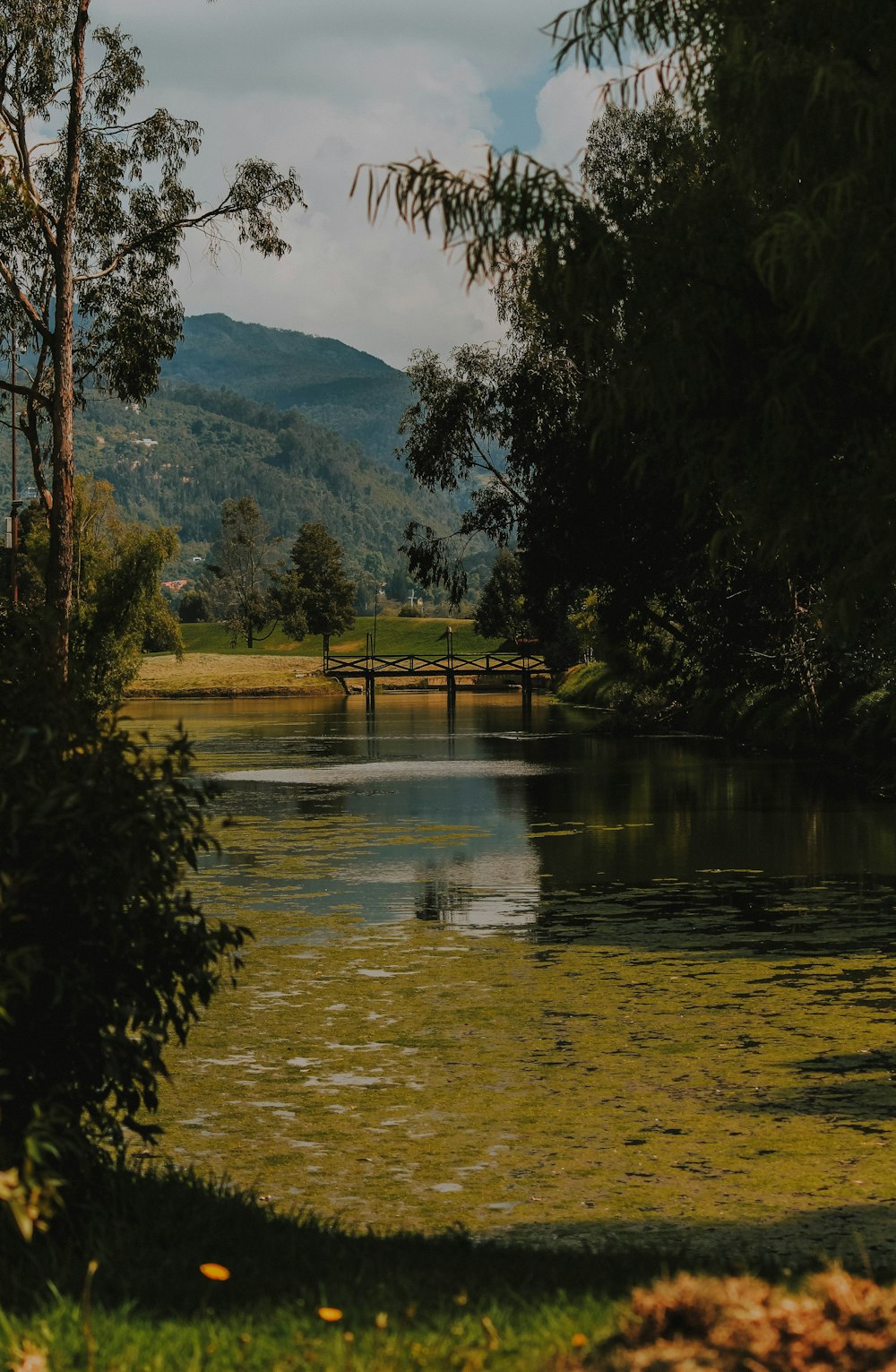 trees near body of water