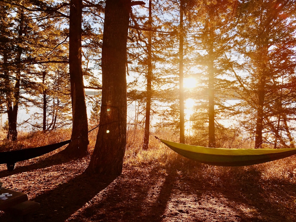 hammock hanged on tree