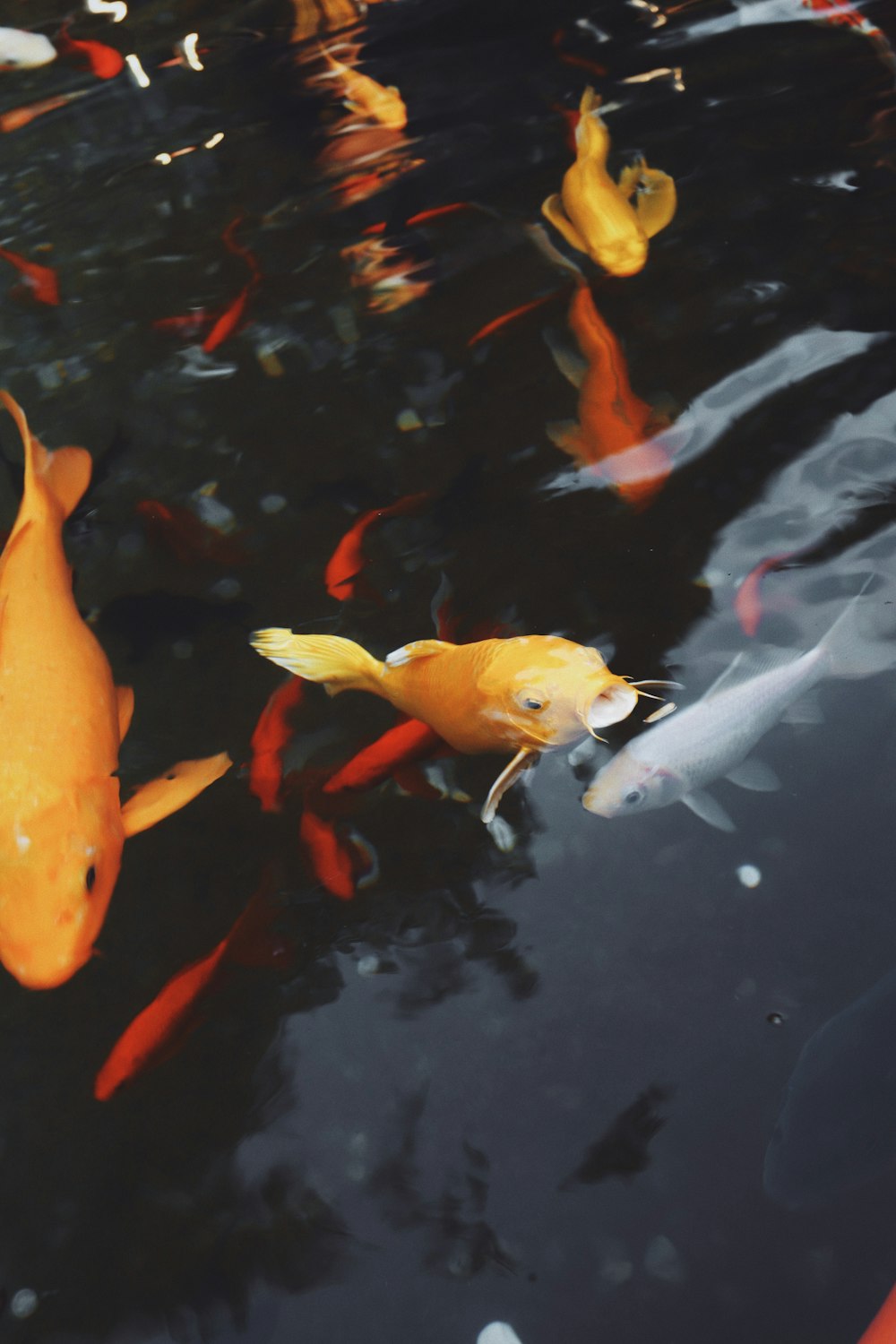 school of koi fishes