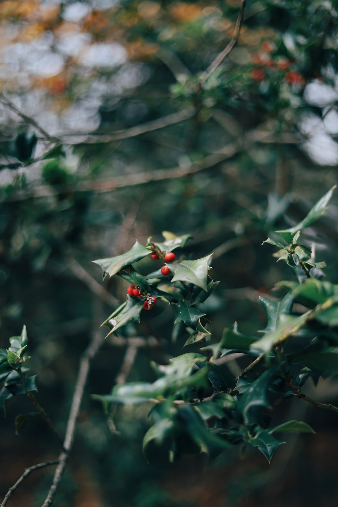 selective focus photography of mistletoe plant during daytime