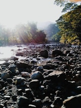 A serene riverside scene in Oregon with soft natural light filtering through trees.