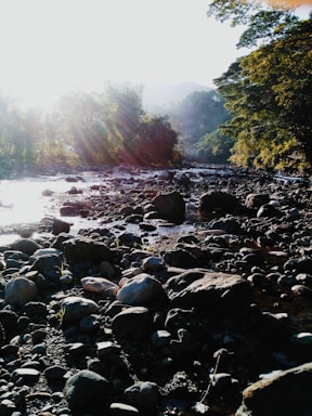 A serene riverside scene in Oregon with soft natural light filtering through trees.