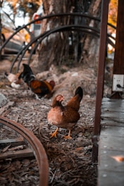 brown hen