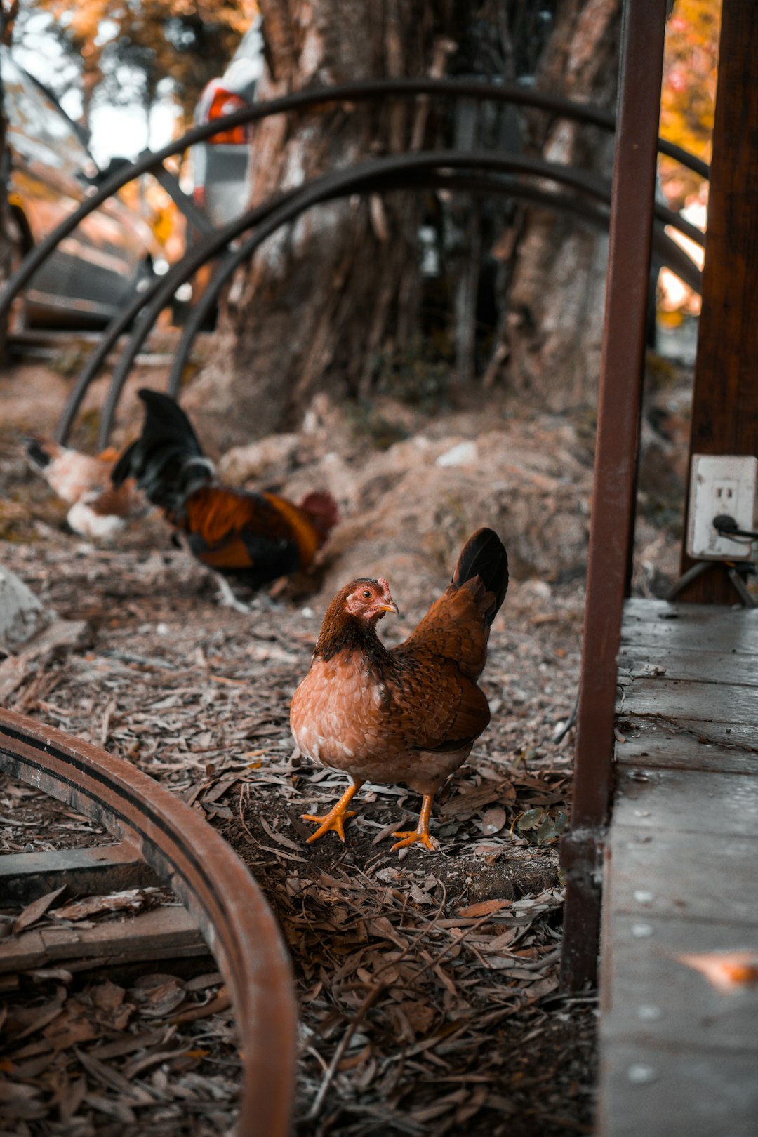 Barberton Fried Chicken