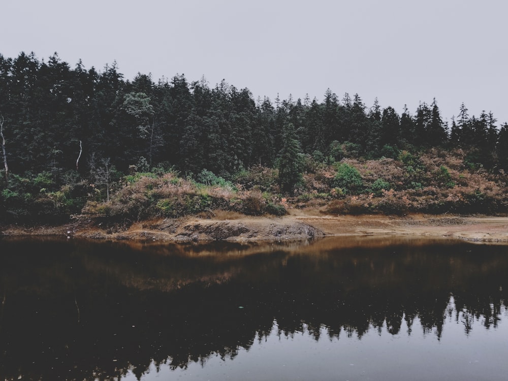 close-up photography body of water near trees