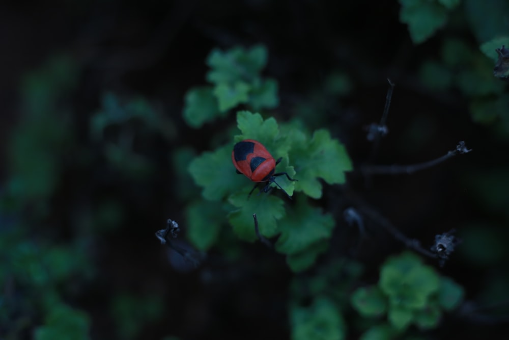 close-up photography of red bug on plant