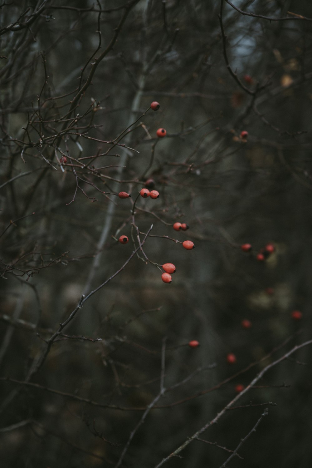 tree without leaf photography