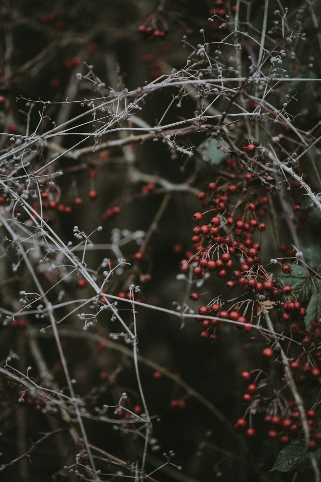 red berries photo