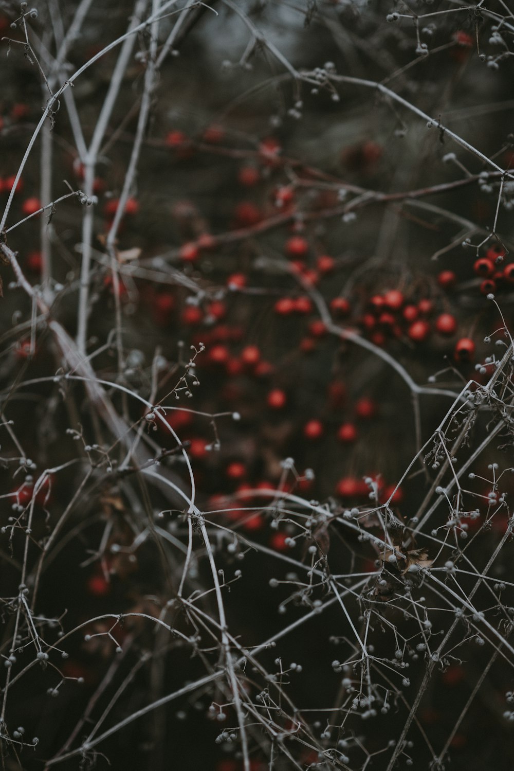 a close up of a bush with berries on it