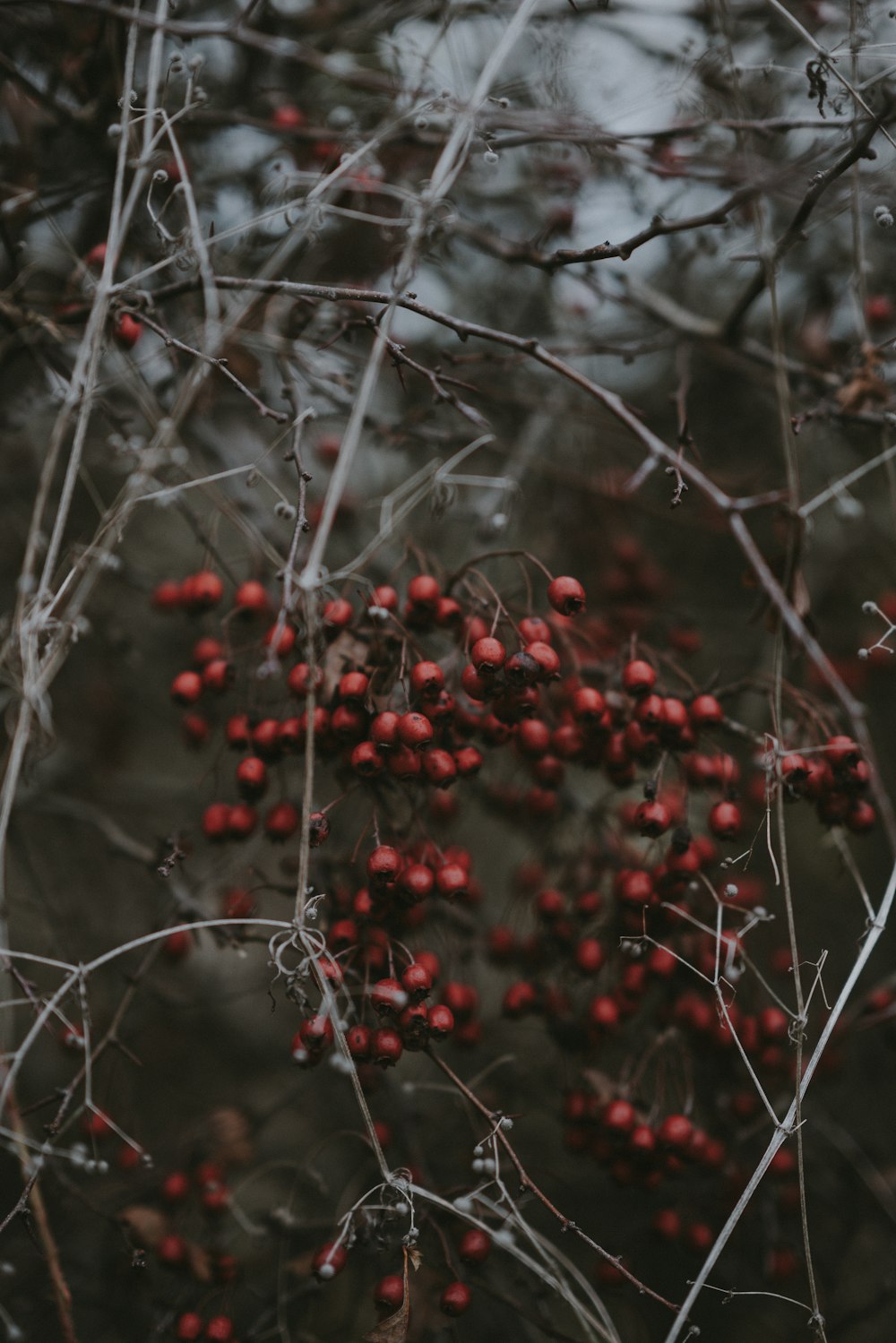 bunch of red berries