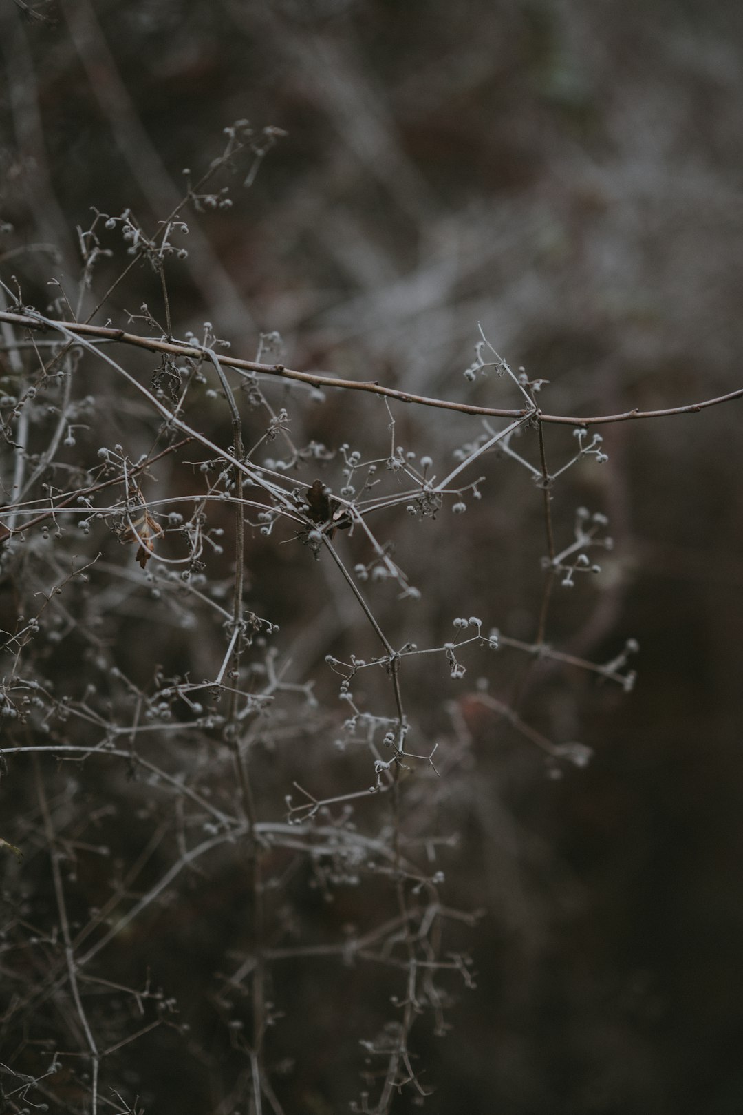 berry plant