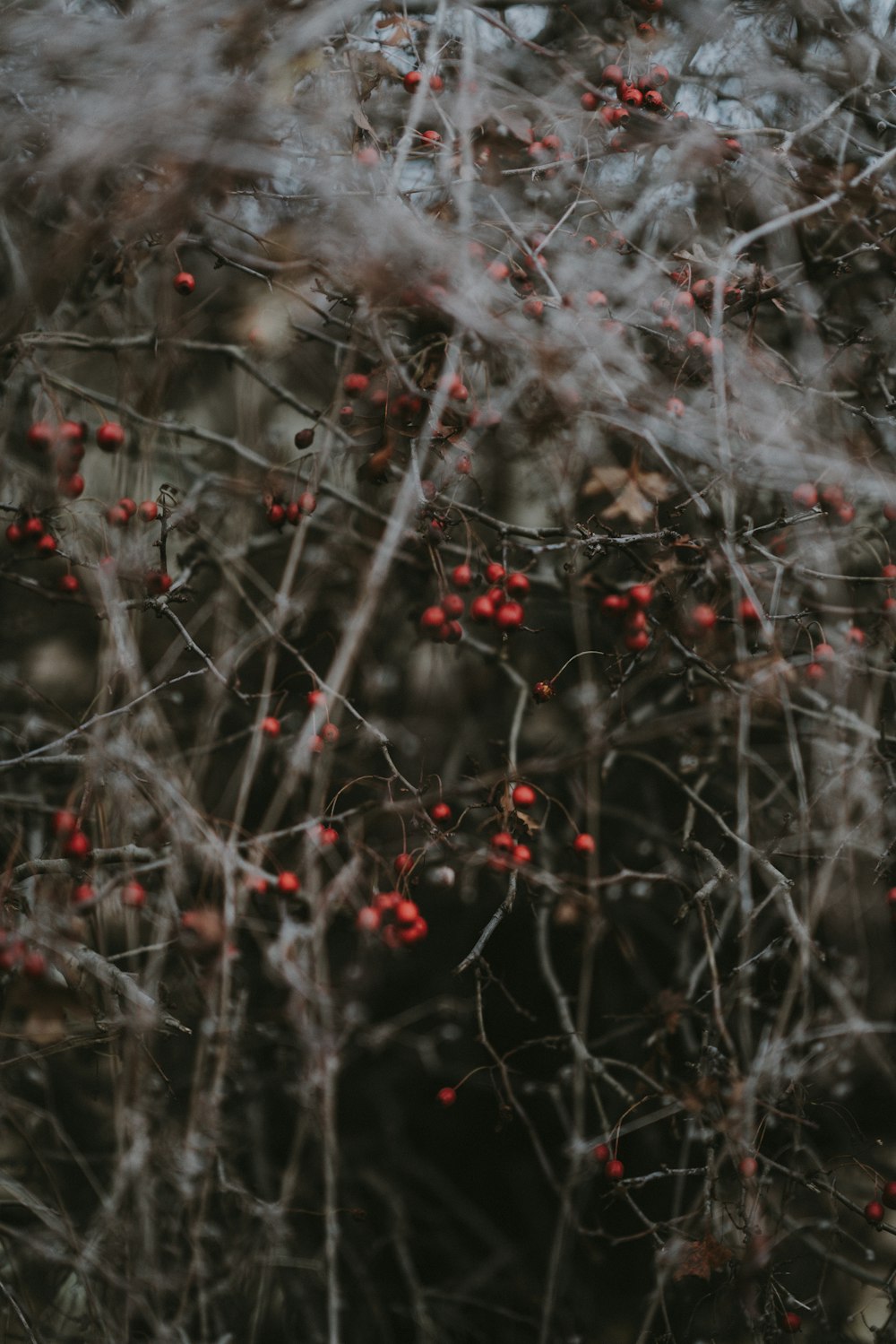 red fruits