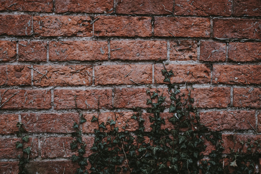 Plantas de hojas verdes cerca de la pared de ladrillo