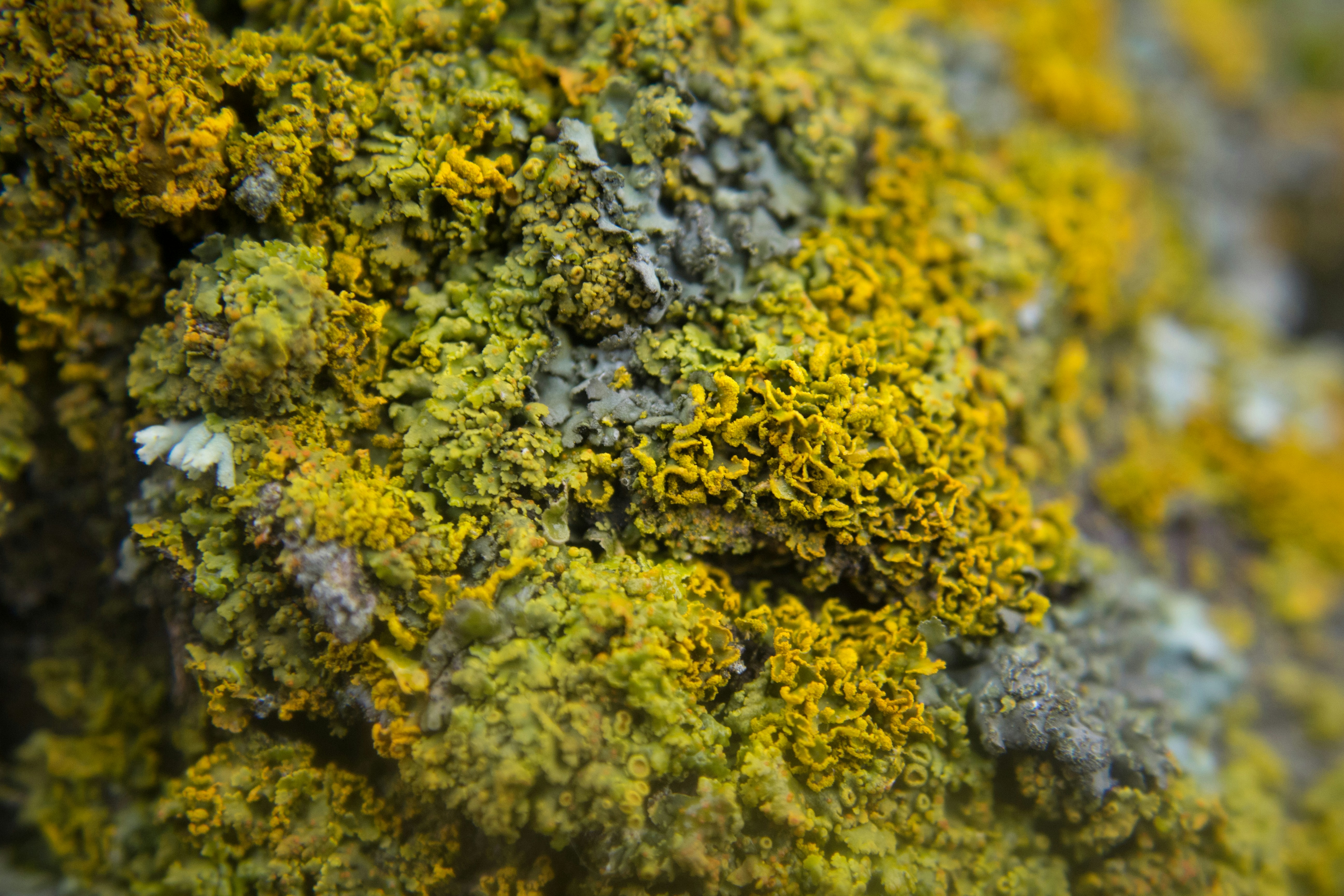 Lichens in Human Culture (image credits: unsplash)