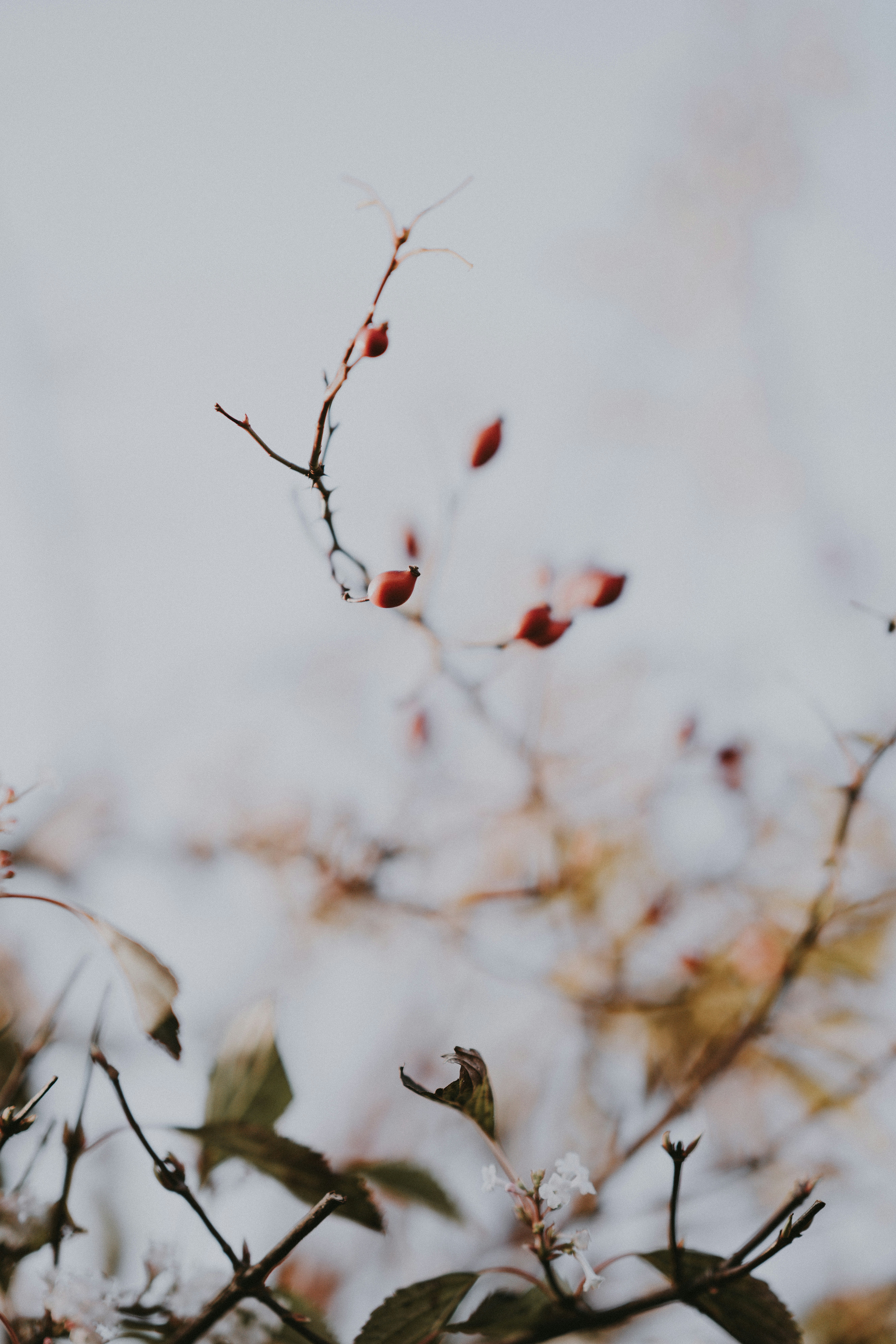 Photo by anniespratt