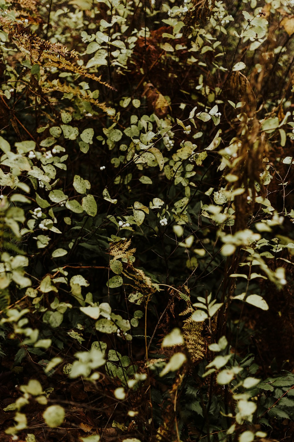 green vine plant