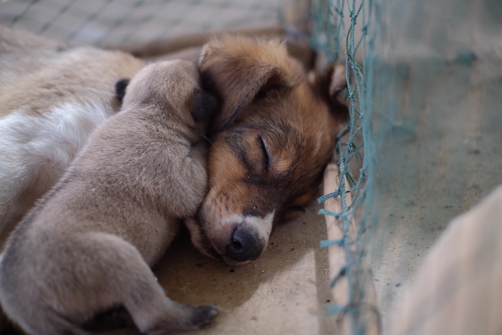 puppy lying with dog