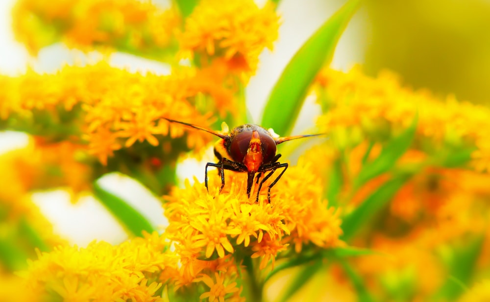 macro photography of brown and yellow bee on flower