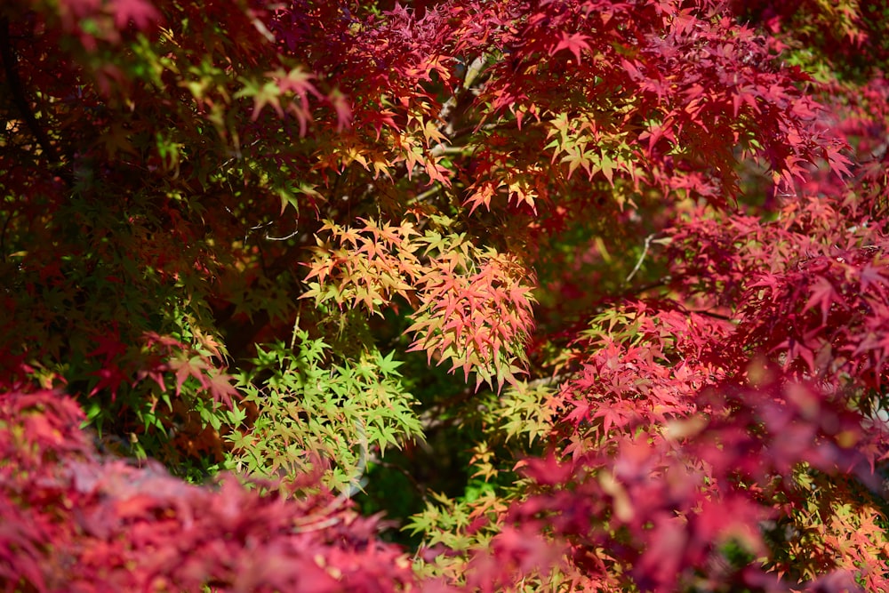 red leafed plant